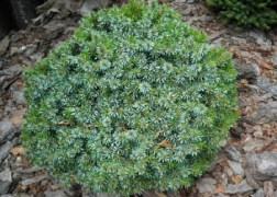 Picea omorika Karel / Törpe gömb szerb lucfenyő